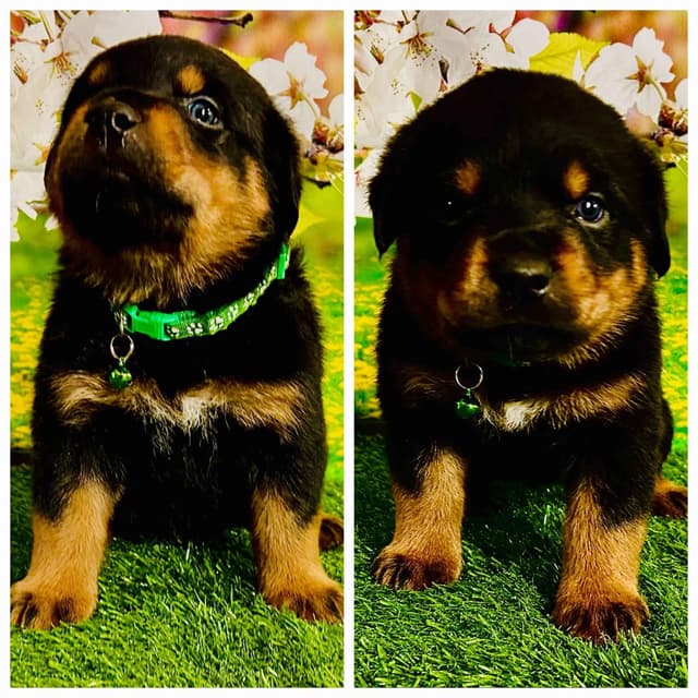 Rottweiler Puppies media 2