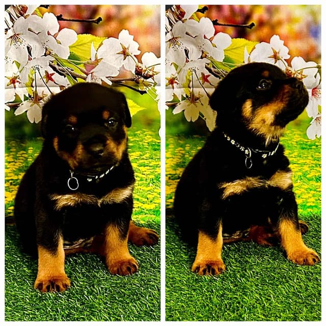Rottweiler Puppies media 3