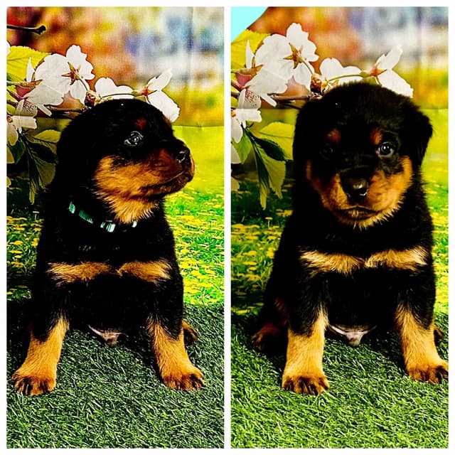 Rottweiler Puppies media 4