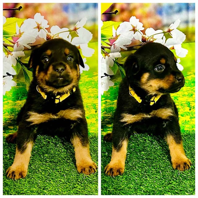Rottweiler Puppies media 5