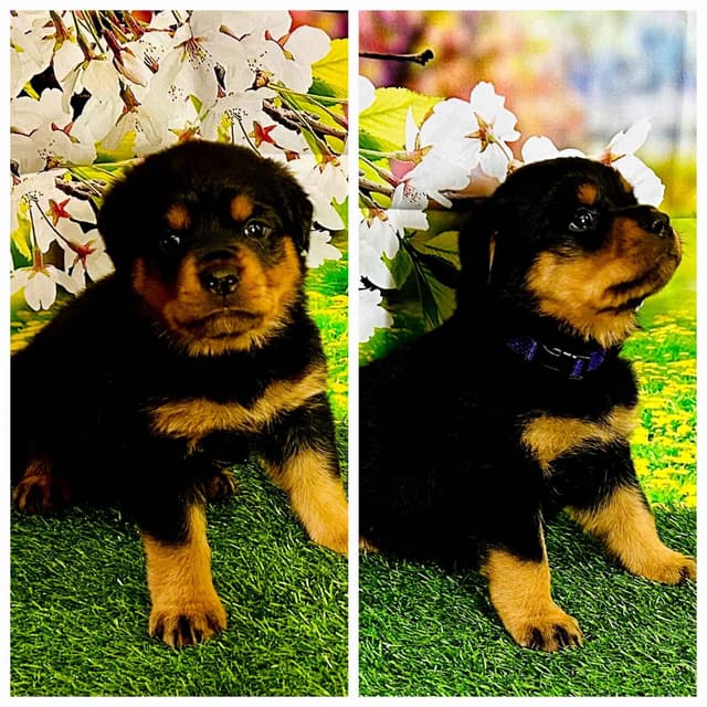 Rottweiler Puppies media 6