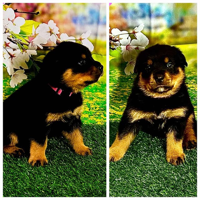 Rottweiler Puppies media 7
