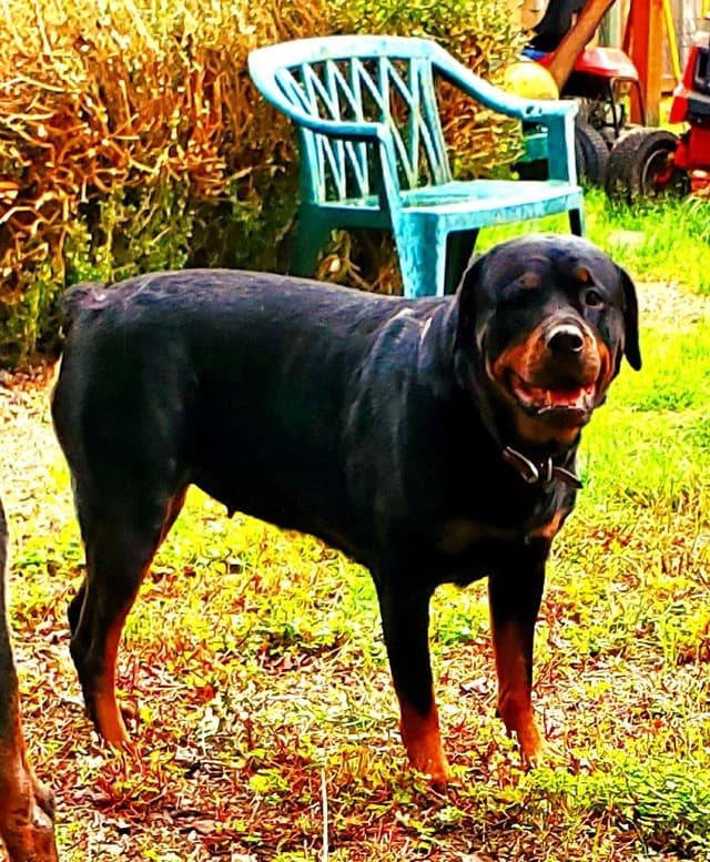 Rottweiler Puppies media 8