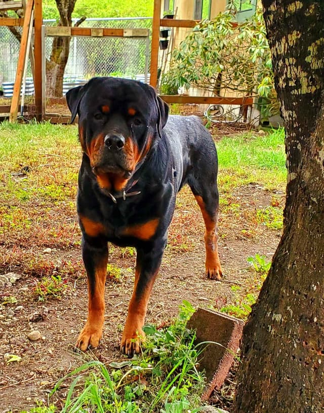 Rottweiler Puppies media 9