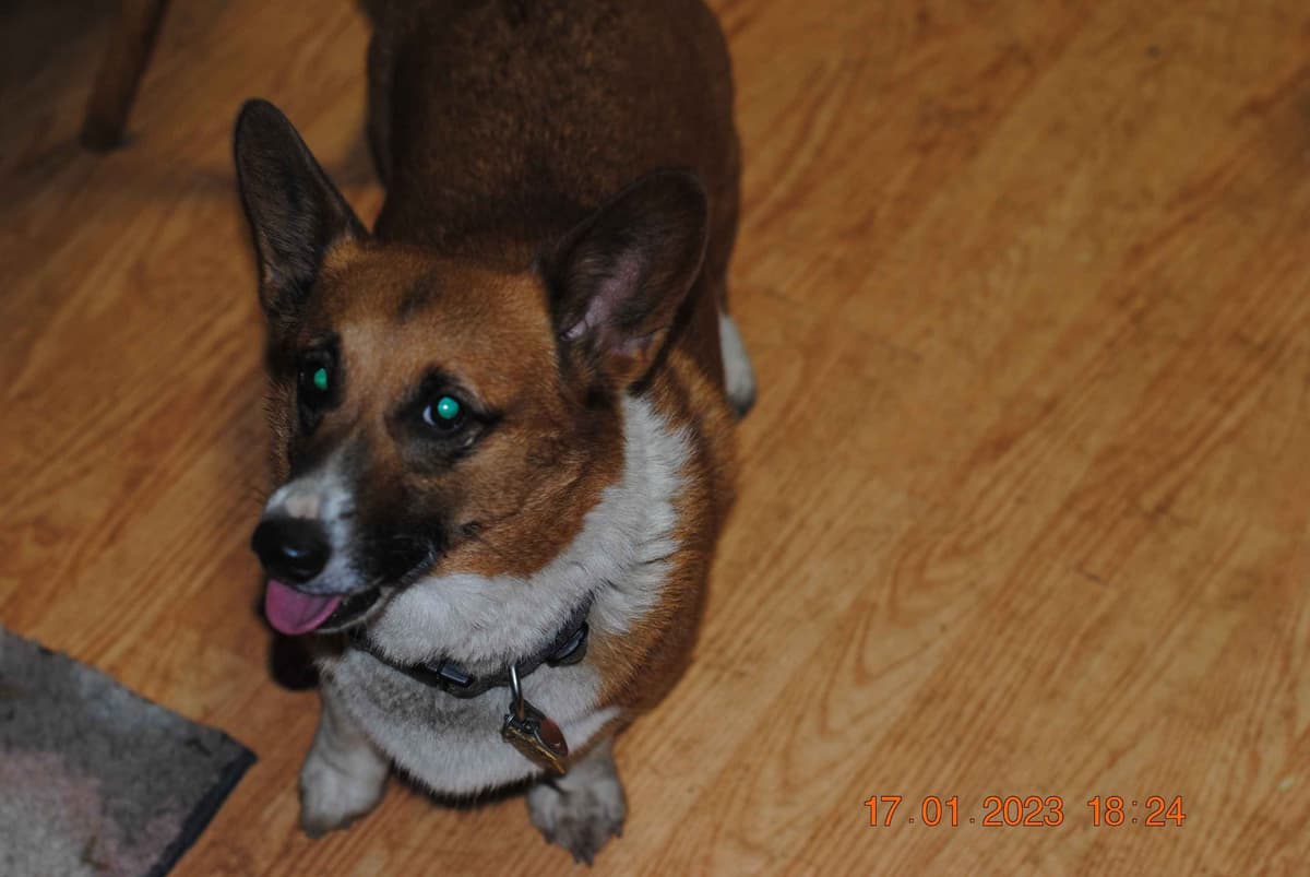 Pembroke Welsh Corgi Puppies breeder image 1
