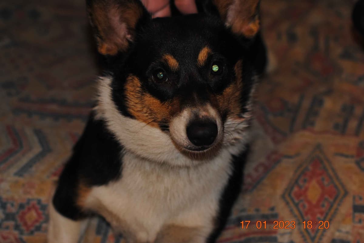 Pembroke Welsh Corgi Puppies breeder image 2