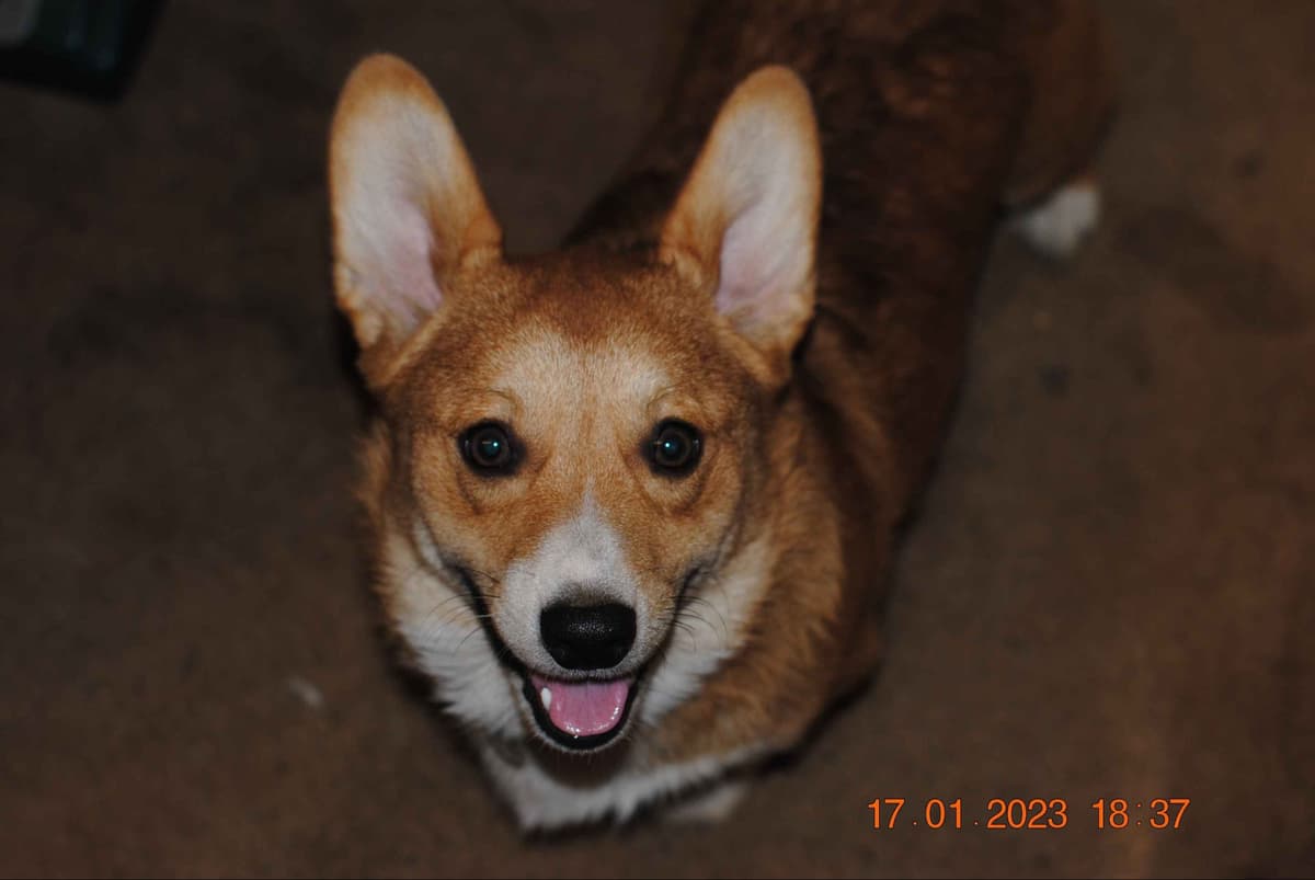 Pembroke Welsh Corgi Puppies breeder image 3