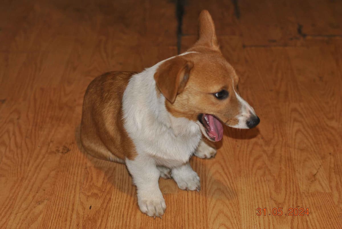 Pembroke Welsh Corgi Puppies breeder image 6