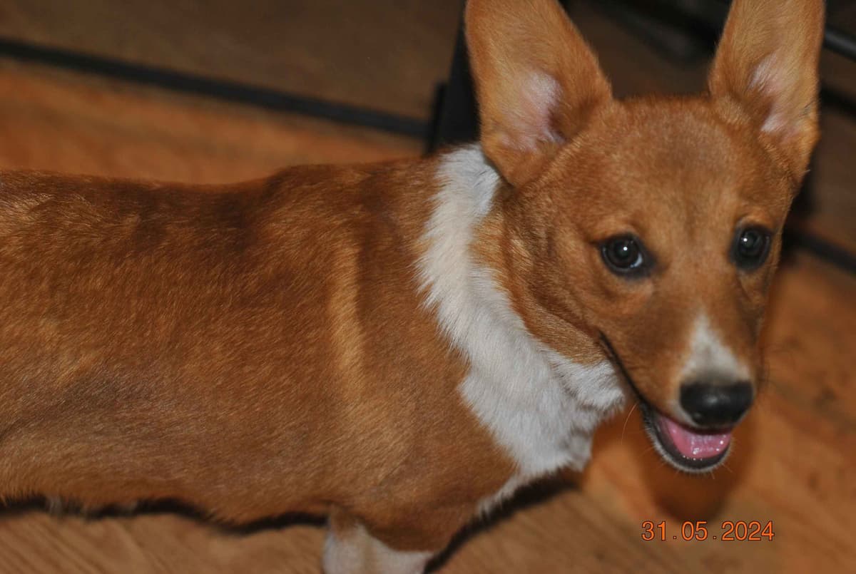 Pembroke Welsh Corgi Puppies breeder image 4