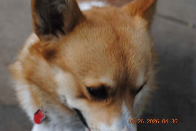 Pembroke Welsh Corgi Puppies media 10