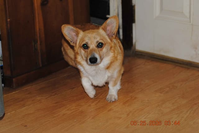 Pembroke Welsh Corgi Puppies media 11