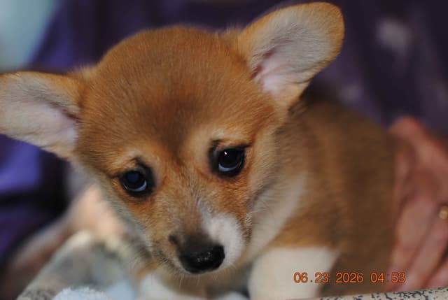 Pembroke Welsh Corgi Puppies media 2