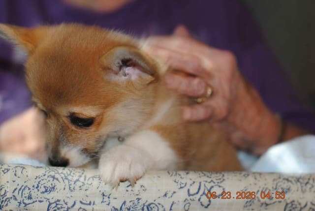 Pembroke Welsh Corgi Puppies media 3