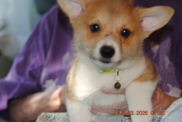 Pembroke Welsh Corgi Puppies media 5