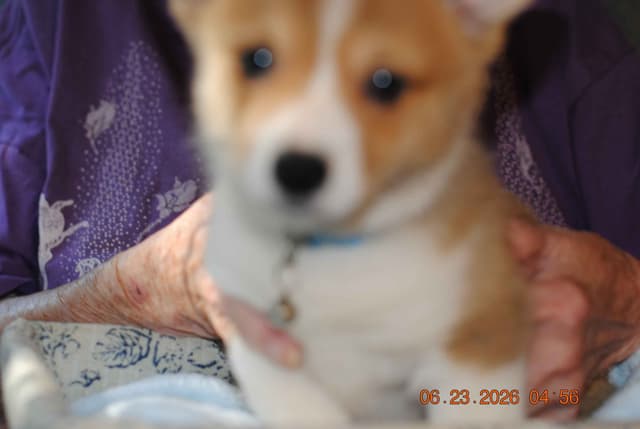 Pembroke Welsh Corgi Puppies media 8