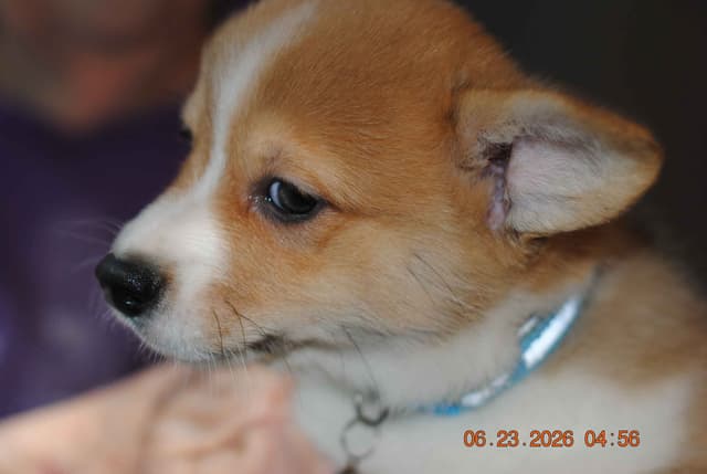 Pembroke Welsh Corgi Puppies media 9