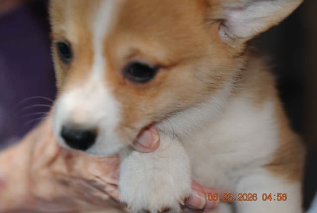 Pembroke Welsh Corgi Puppies media 7