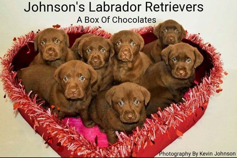 AKC Master Hunter Bloodline Labrador Retriever Puppies! breeder image 1