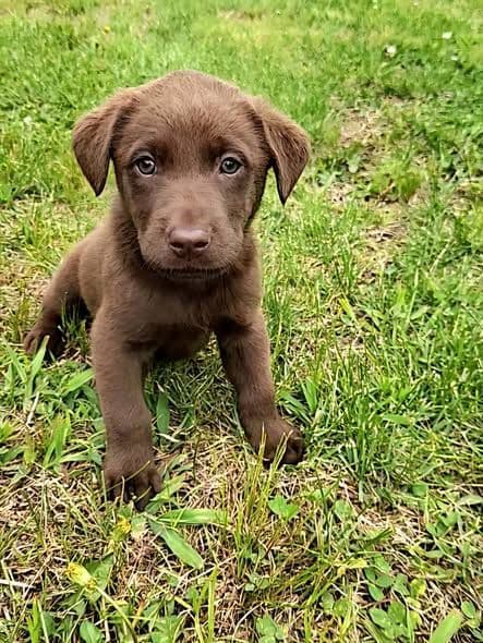 AKC Champion Bloodline Lab Puppies! media 3
