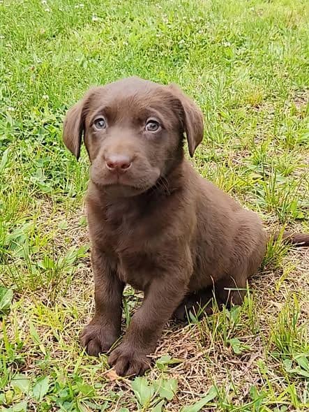 AKC Champion Bloodline Lab Puppies! media 4