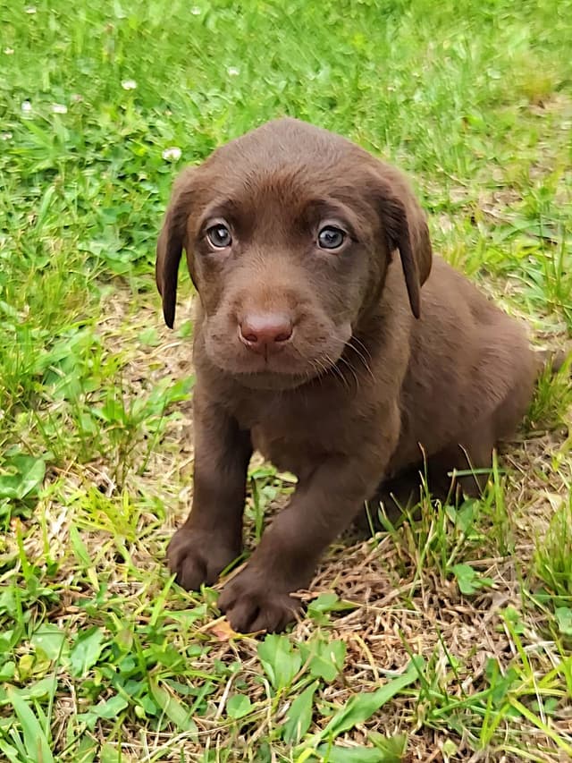 AKC Champion Bloodline Lab Puppies! media 6