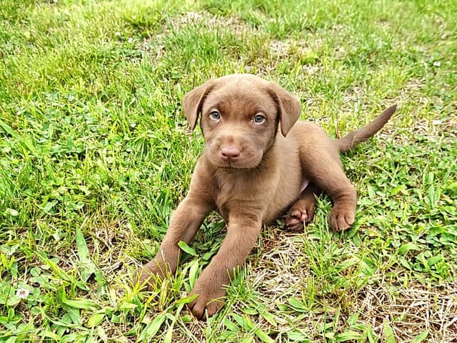 AKC Champion Bloodline Lab Puppies! media 7