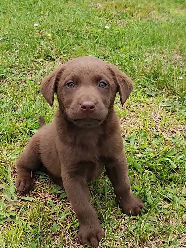 AKC Champion Bloodline Lab Puppies! media 8