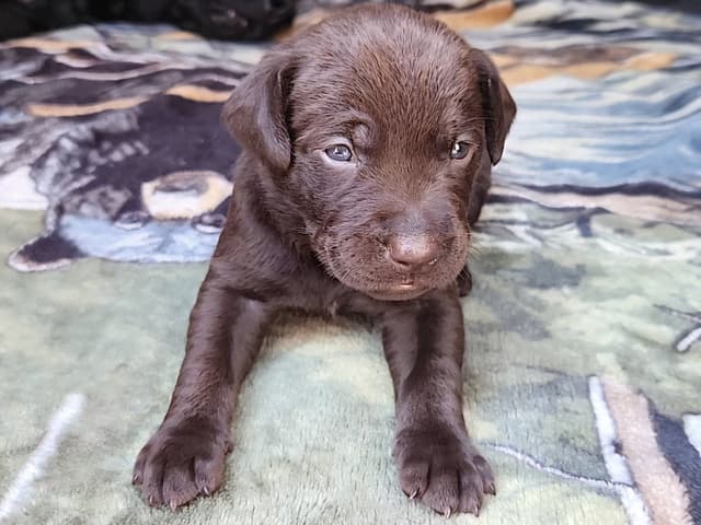 AKC Master Hunter Bloodline Labrador Retriever Puppies! media 2