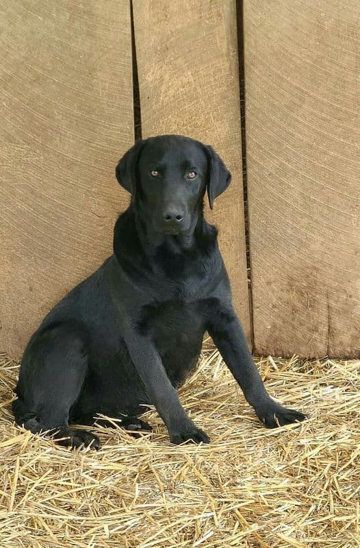 AKC Master Hunter Bloodline Labrador Retriever Puppies! media 4