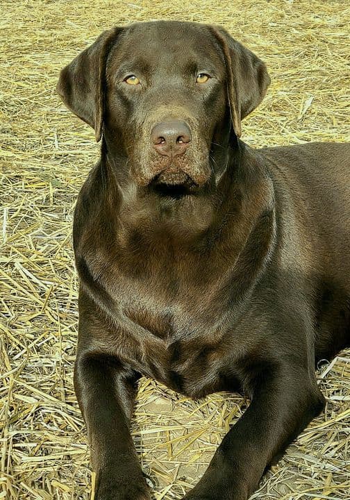 AKC Master Hunter Bloodline Labrador Retriever Puppies! media 5