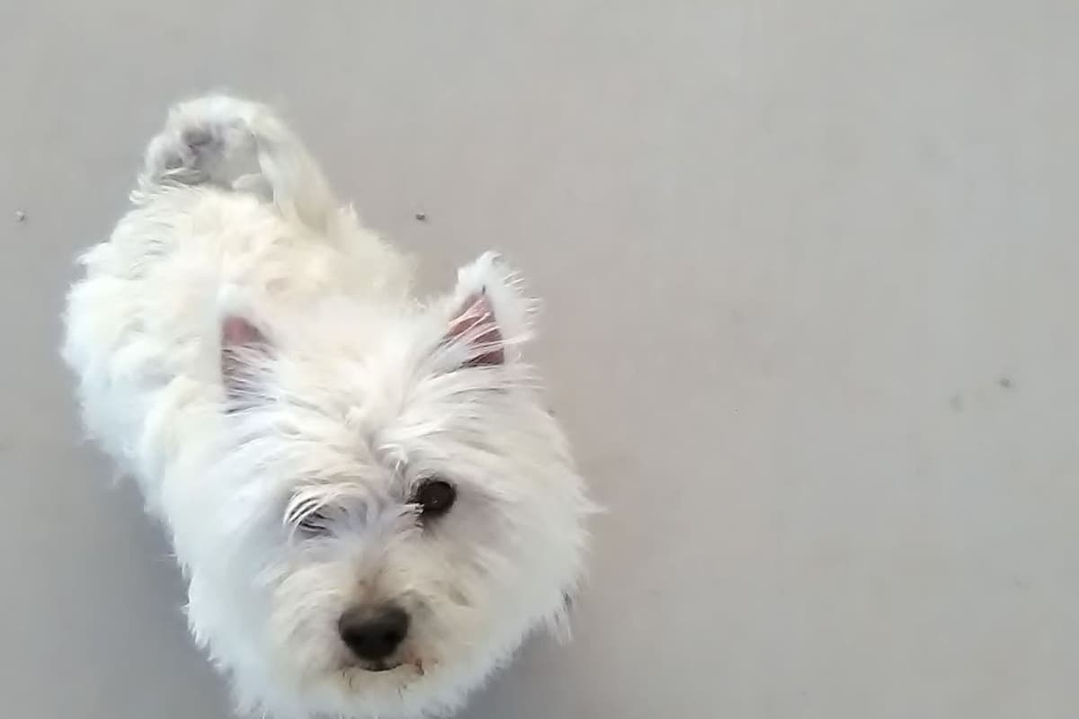 West Highland White Terrier Puppies breeder image 1