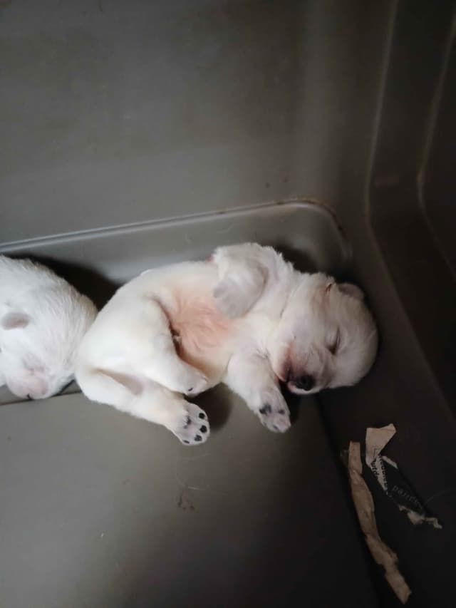 West Highland White Terrier Puppies media 3