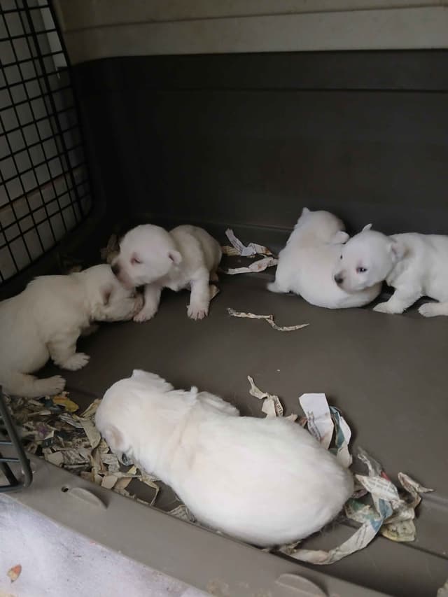 West Highland White Terrier Puppies media 4