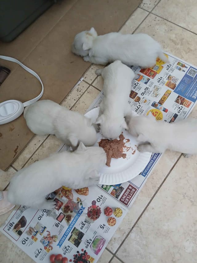 West Highland White Terrier Puppies media 5
