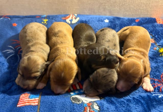 Dachshund Puppies media 2