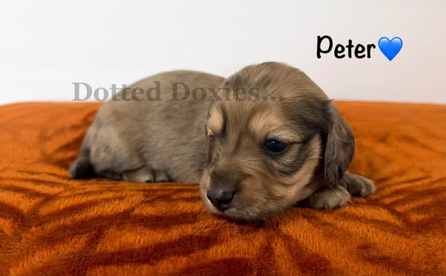 Dachshund Puppies media 5