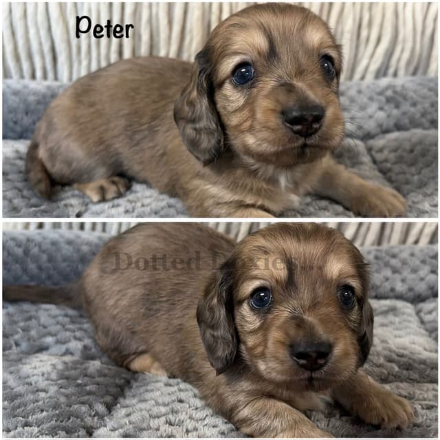 Dachshund Puppies media 4