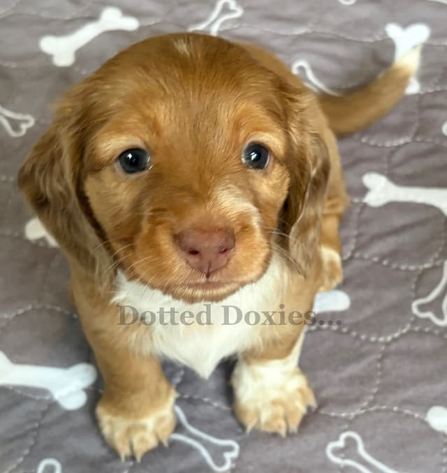 Dachshund Puppies media 6