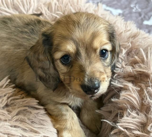 Dachshund Puppies media 3