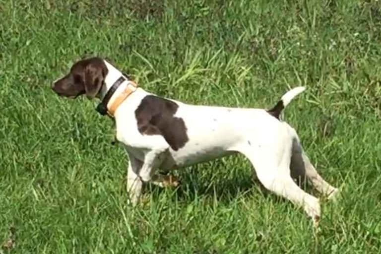 German Shorthaired Pointer Puppies breeder image 5