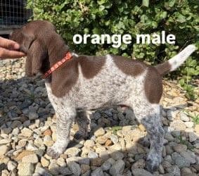 German Shorthaired Pointer Puppies media 2