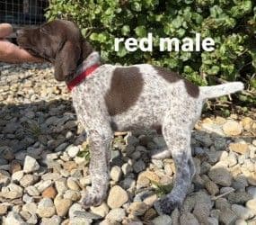 German Shorthaired Pointer Puppies media 3