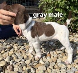 German Shorthaired Pointer Puppies media 4