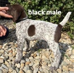 German Shorthaired Pointer Puppies media 5