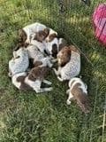 German Shorthaired Pointer Puppies media 6