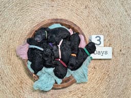 Ayershire Kennels