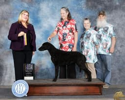 Curly-Coated Retriever Puppies thumbnail 2