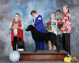 Curly-Coated Retriever Puppies thumbnail 1