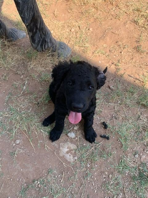 Curly-Coated Retriever Puppies photo 3