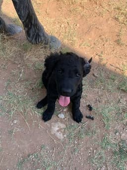 Curly-Coated Retriever Puppies thumbnail 3